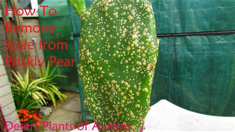 How To Remove Scale From Opuntia Cactus Prickly Pear Cactus Youtube