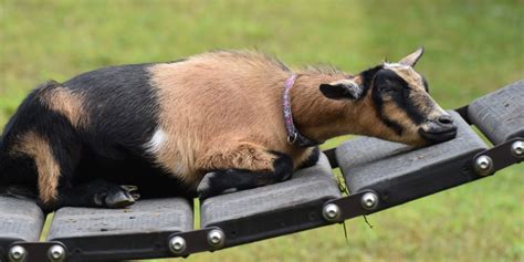 Goat | Smithsonian's National Zoo