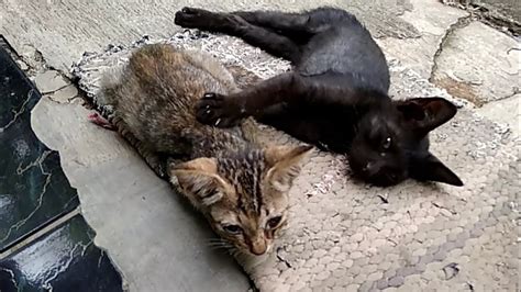 Anak Kucing Kampung Yang Lucu Youtube