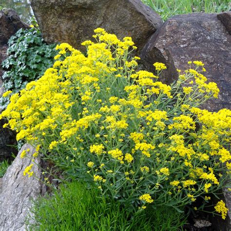 Aurinia Saxatilis Alyssum Saxatile