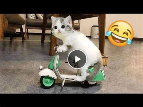 Baby Cats – Cute and Funny Baby Cat Videos Compilation # 26 / cutebaby ...