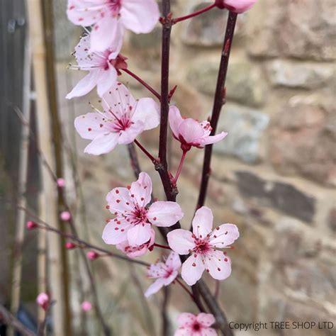 Black Cherry Plum trees (Prunus Cerasifera Nigra) tree-shop.co.uk - Tree Nursery UK Buy Now Fast ...