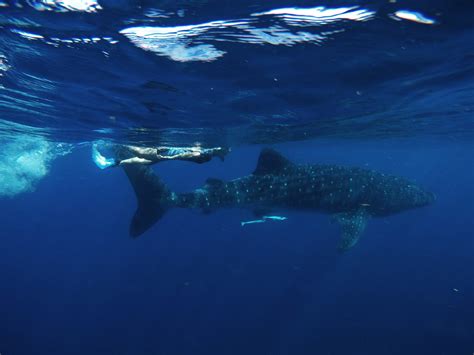 Swimming with Whale Sharks in Isla Mujeres