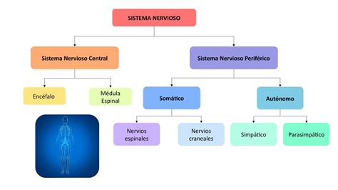 Sistema Nervioso Simpático y Parasimpático YUDOC ORG uDocz