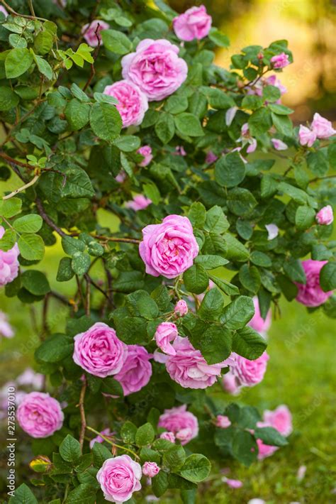 Foto Stock The Famous Rosa Centifolia Foliacea The Provence Rose Or