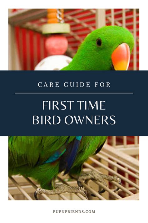 Pet Bird Care Guide Basic Of Caring For Your Pet Bird Bird Care