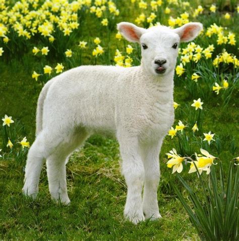 Easter Lamb Wallpaper Wallpapersafari