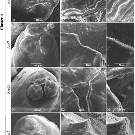 Scanning Electron Micrographs Demonstrating The Morphological