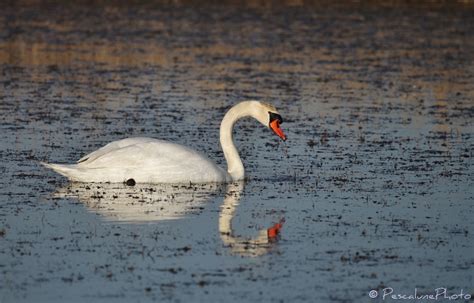 Pescalune Photo Cygne tuberculé Cygnus olor Mute Swan