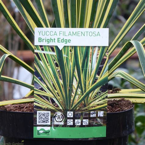 Buy Yucca Filamentosa Bright Edge 4 Litre Delivery By Charellagardens