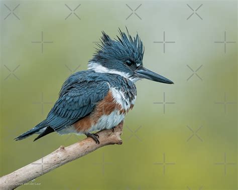 Female Belted Kingfisher By Tallow Dave Van De Laar Redbubble