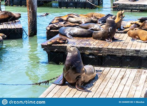 Sea Lions At Pier 39 In San Francisco Stock Photo Image Of Outdoor