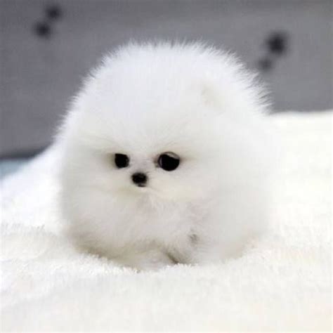 by Ana Gonçalves on Animals | Cute dogs, Cute animals, Puppies