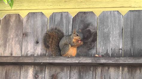 Squirrel Arrives Eating Nuts Fence Mohr Productions Youtube