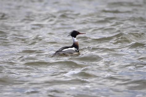 Harle Hupp Oiseaux Canards Du Qu Bec