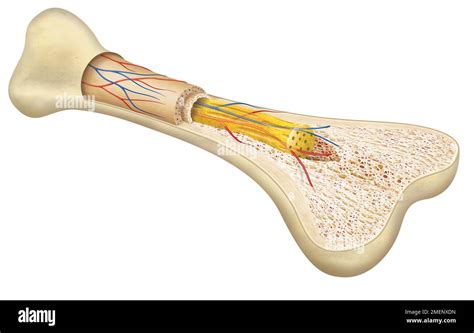 Compact Bone Cross Section Hi Res Stock Photography And Images Alamy