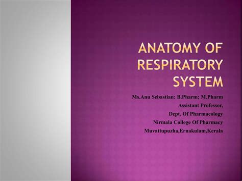 Anatomy Of Respiratory System Ppt