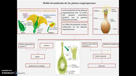 Doble fecundación de las plantas angiospermas YouTube