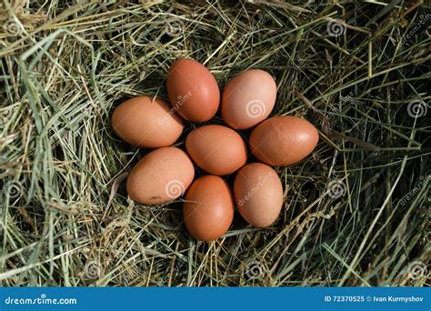 Chicken Eggs In Hay Nest Stock Image Image Of Closeup 72370525