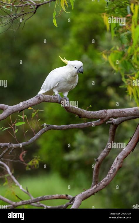 Cockatoo Parrot Sitting On A Green Tree Branch In Australia Sulphur