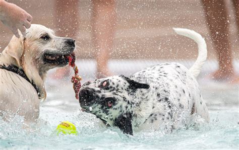 dog pool party upper county recreation Julia Nikhinson2 | Montgomery ...