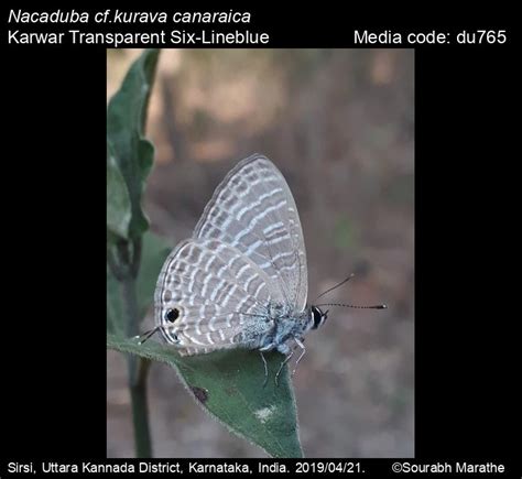 Nacaduba Kurava Moore Transparent Six Lineblue Butterfly