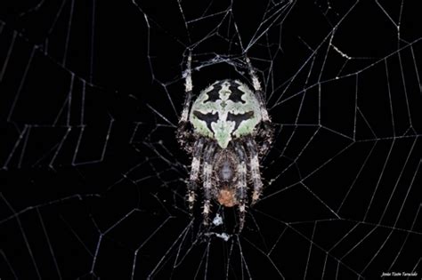 Subspecies Araneus angulatus personatus · iNaturalist