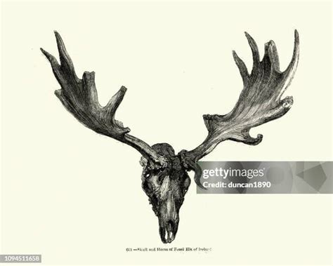 114 Elk Skull Stock Photos, High-Res Pictures, and Images - Getty Images