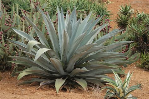 Propriedades medicinais e benefícios do Agave para a saúde