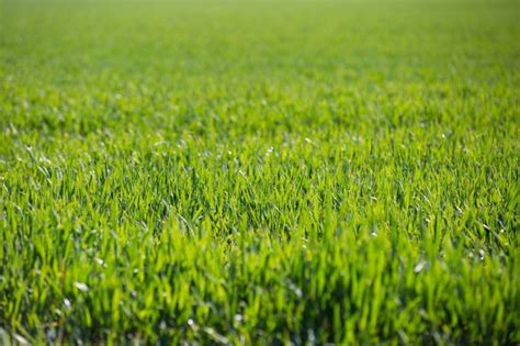 Claves para el mantenimiento del césped natural y artificial de