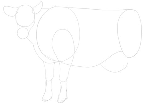 Cow Drawing 101 A Simple 5 Step Guide Video Images