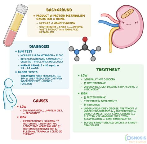 Blood Urea Nitrogen (BUN): What Is It, Causes, Treatment, and More