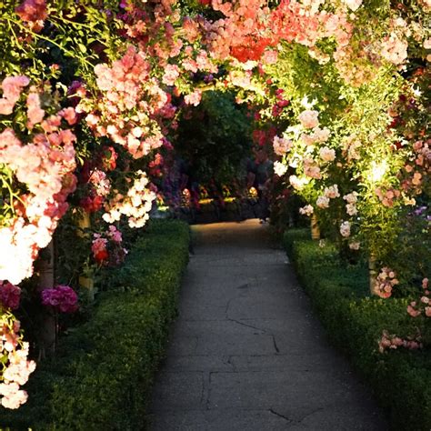 dream garden  design  dream garden