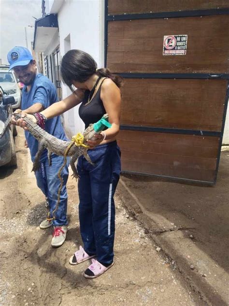 Capturan al caimán en el río Silao