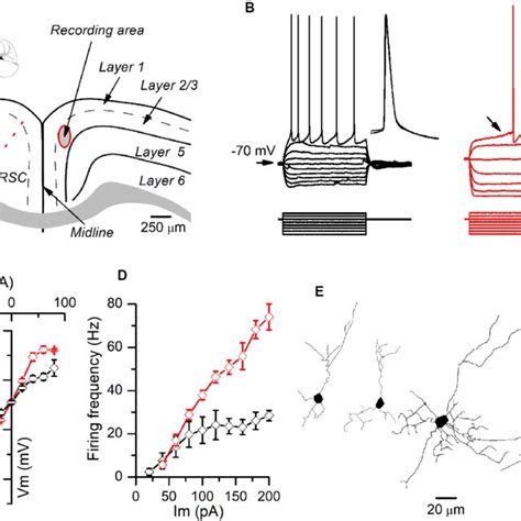 Examples Of Late Spiking LS And Non LS Pyramidal Neurons A