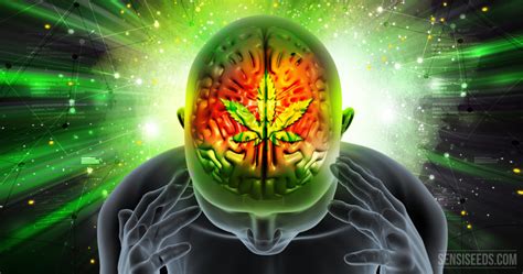 Les Effets Neuroprotecteurs Du Cannabis