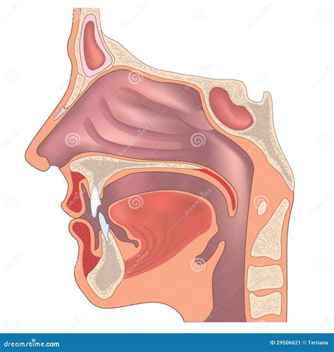 Anatomía de la nariz