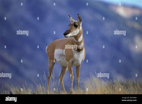 pronghorn pronghorn antelope pronghorn antelope pronghorn animal