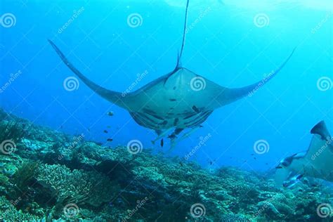 Two Giant Oceanic Manta Rays Feeding Above Coral Reef Stock Photo - Image of ocean, brown: 308024650