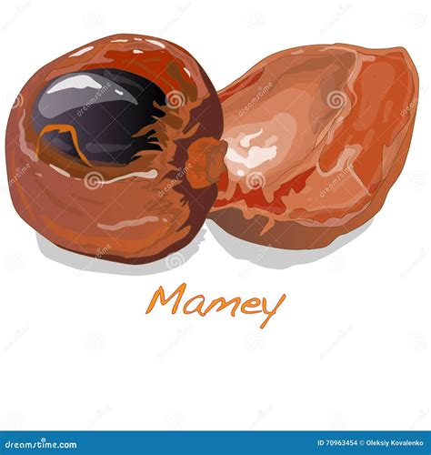 Mamey Vektorillustration Vektor Illustrationer Illustration Av Vitamin