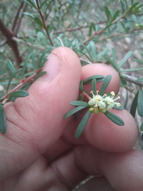 Micrantheum Hexandrum In July 2023 By Kjell Knable INaturalist