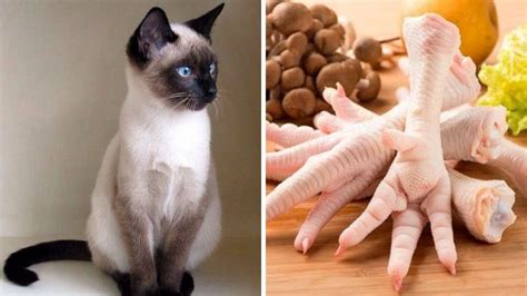 ¿los Gatos Pueden Comer Pollo Petlife