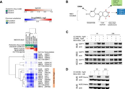 Structure Target And Activity Relationships Of Cereblon Binding