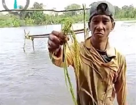 Ratusan Hektar Sawah Di Muratara Gagal Panen Akibat Banjir