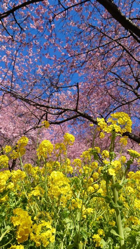 【松田】早咲きの桜、河津桜と富士山の絶景〜西平畑公園 関東周辺の絶品グルメ・絶景などを紹介します