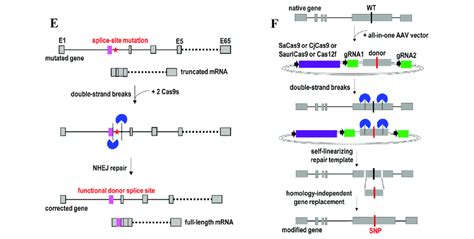 Non Homologous End Joining Nhej Mediated Gene Knock In And Gene