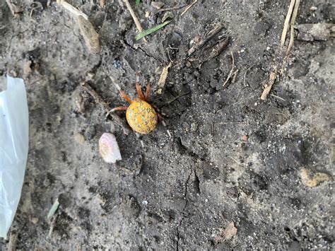 Unidentified spider in West Des Moines, Iowa United States