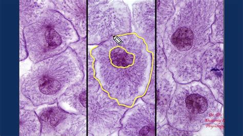 Histology Mitosis Whitefish Blastula Youtube