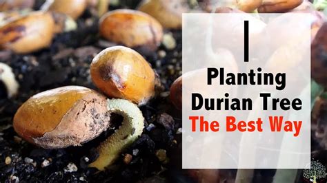 How To Plant Durian Seeds The Best Way HD YouTube