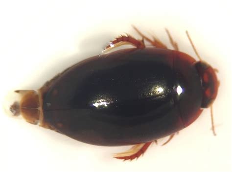 Agabus Punctatus Inaturalist